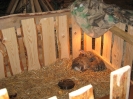 Boże Narodzenie 2010
